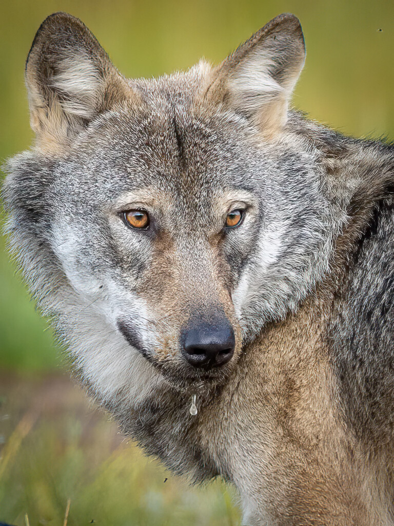 Wolf portret