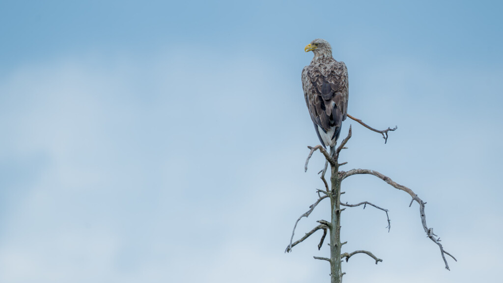 Zeearend op dode boom