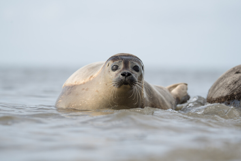 Zeehond