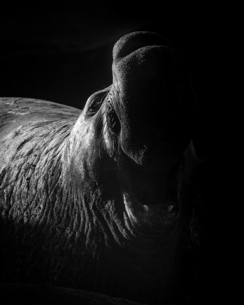 Zeeolifant zwartwit