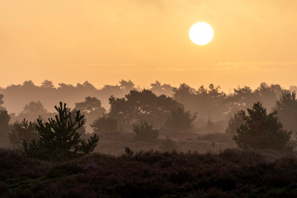 Zon boven de heide